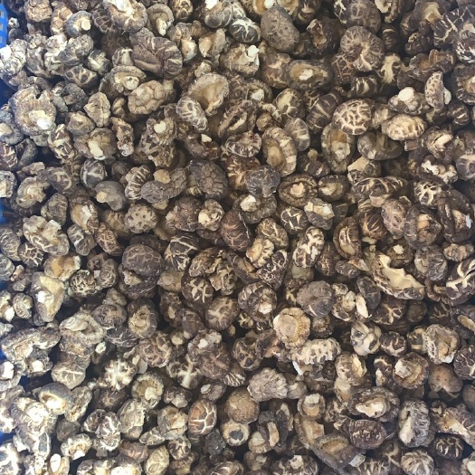 十堰椴木花菇，中菇，肉菇，大片菇
