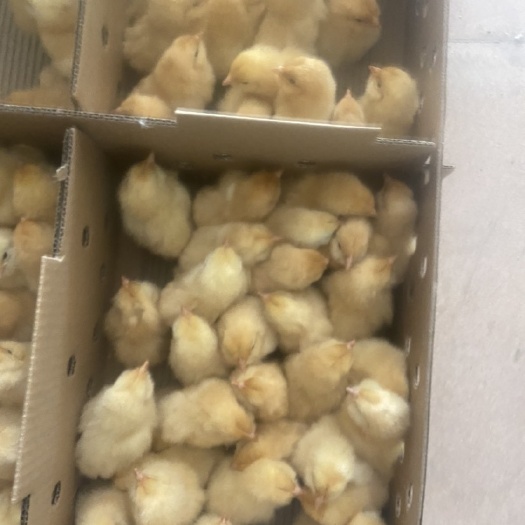 广州三黄鸡苗  胡须鸡苗。品种纯正，质量保证，长期供货