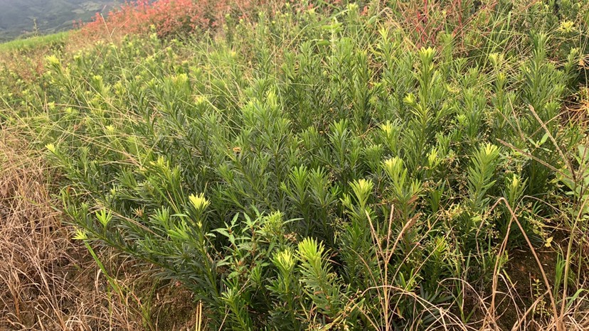 普通罗汉松  罗汉松40到50高