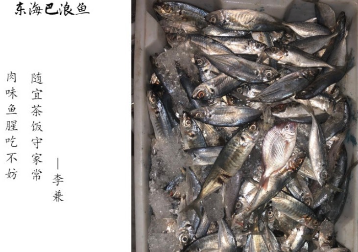 泉州巴浪鱼 浔埔本港鱼船出品