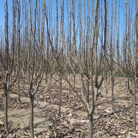 砀山县梨树苗  梨树，1～28公分量大供应！占地绿化裸根土球均可操作￼