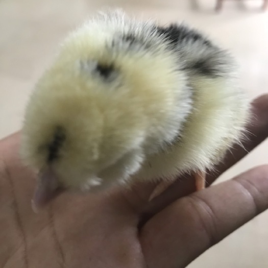 博罗县贵妃鸡苗  贵妃鸡