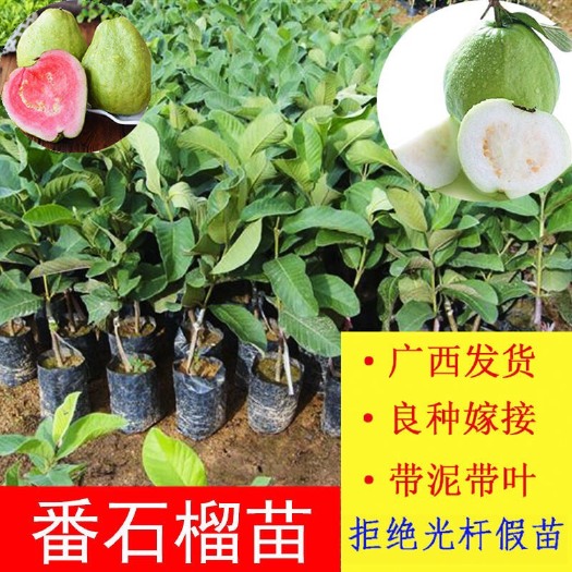 北流市红心芭乐番石榴苗  嫁接番石榴树苗珍珠芭乐红宝石西瓜芭乐好成活
