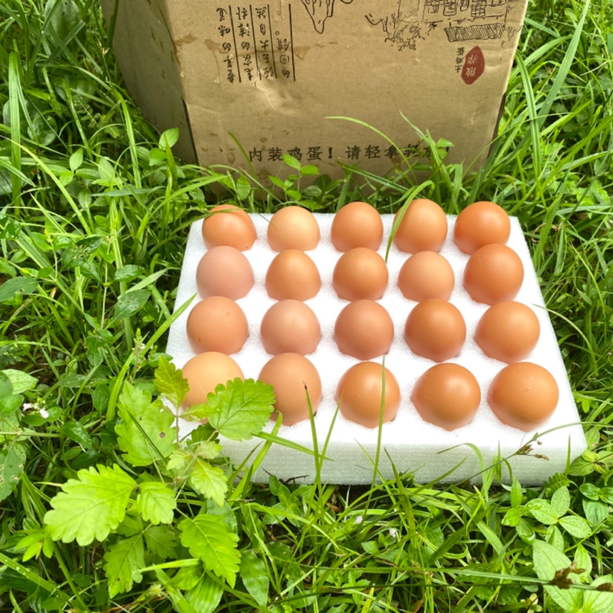 [粉壳蛋批发]红皮鸡蛋 新品礼盒装20枚,40枚装精品无抗蛋价格18元/盒