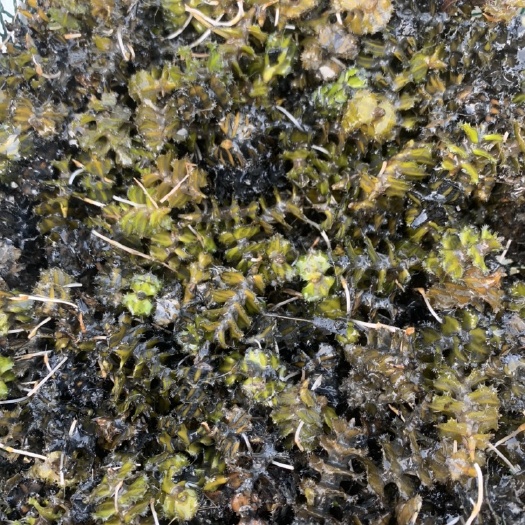 鱼台县 麦黄草籽，量大，货鲜，成色好，小龙虾福音