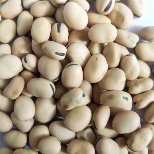 西宁鲜蚕豆 1000至1100粒价格5400