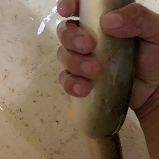 纯ys黄鳗鱼大批量有货需要的请咨询下单