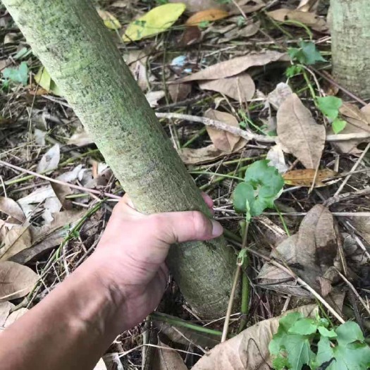 遂溪县独杆发财树 