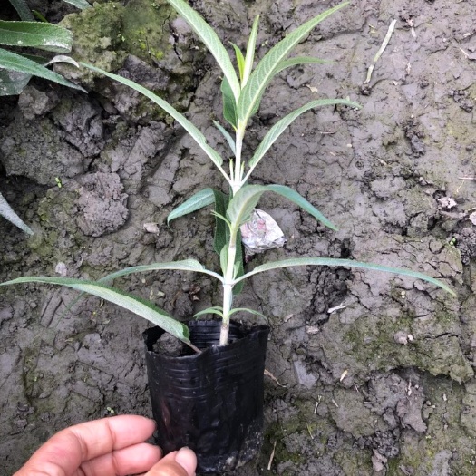 成都成都墨西哥鼠尾草基地