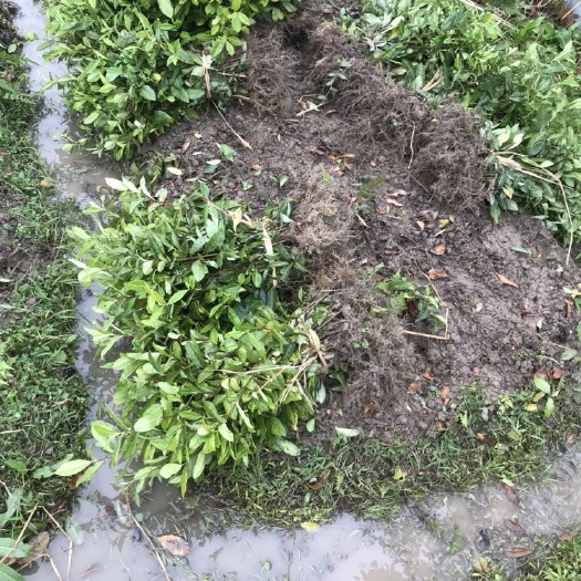 丽水黄金芽茶苗 大量供应极白，黄金芽，中黄3号茶叶苗 量大价优
