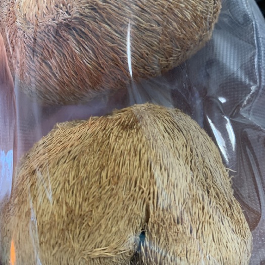 留坝县干猴头菇  秦巴山区猴头菇
