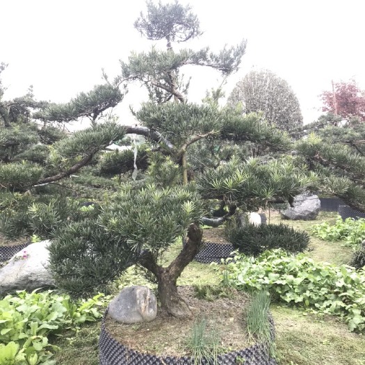 成都四川成都罗汉松造型基地