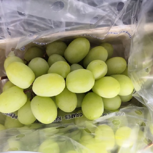广州秘鲁甜地球青提，脆甜可口，好吃不贵，稳定供应