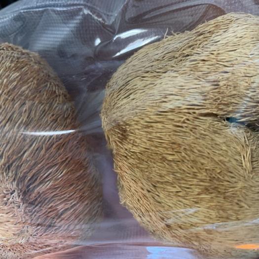 汉中秦岭山区半野生猴头菇