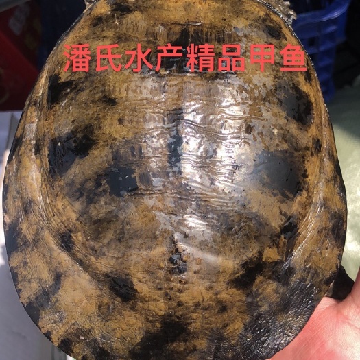 洪湖市只做精品专注精品黑花黄花甲，各档次团鱼，土甲鱼只做正品死了包