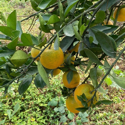东莞市赣南脐橙