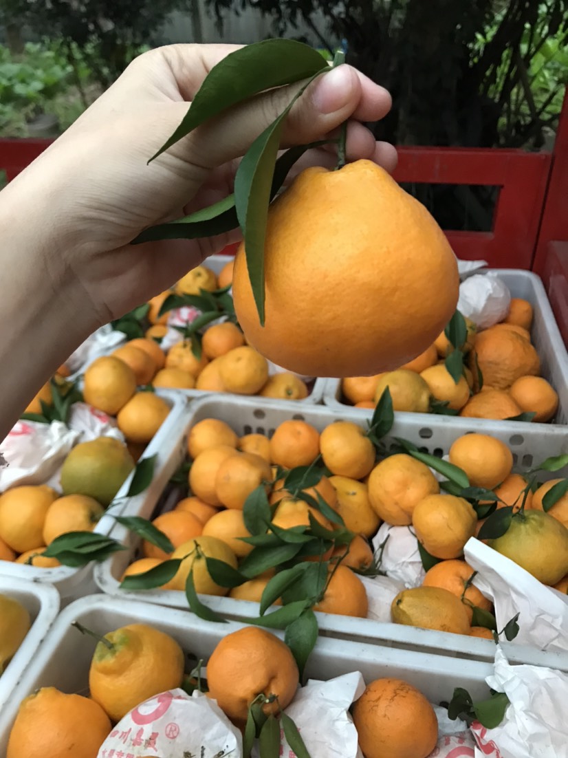 耙耙柑冷库果与鲜果区别(耙耙柑能冷藏吗)