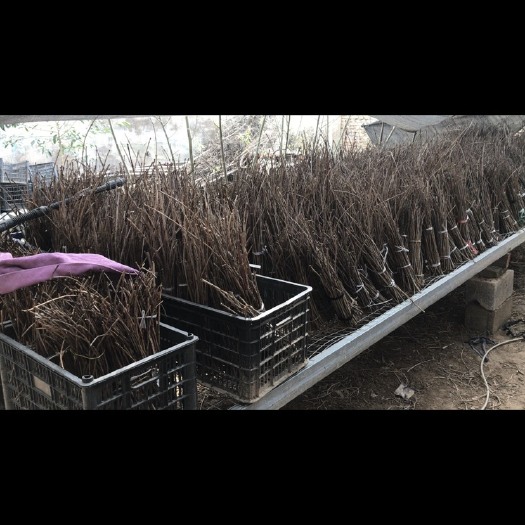 永城市金蝉白腊卵枝苹果卵枝，卵枝孵化好的0.3元，未孵化0.14。