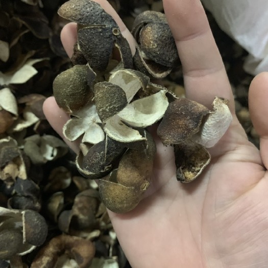 清远新干陈皮 我要买这种皮有的联系