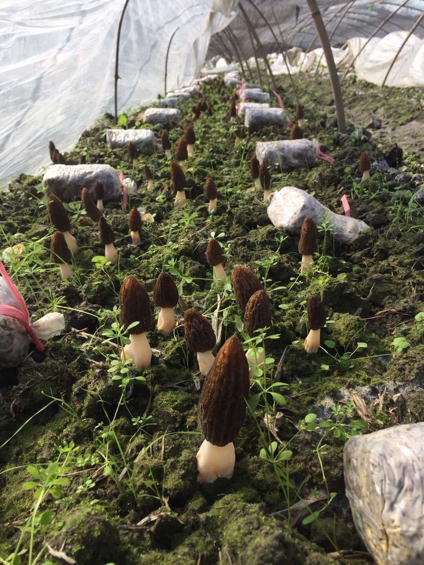 一件代发 菌类大球盖菇 姬松茸菇 赤松茸菌 11月开始