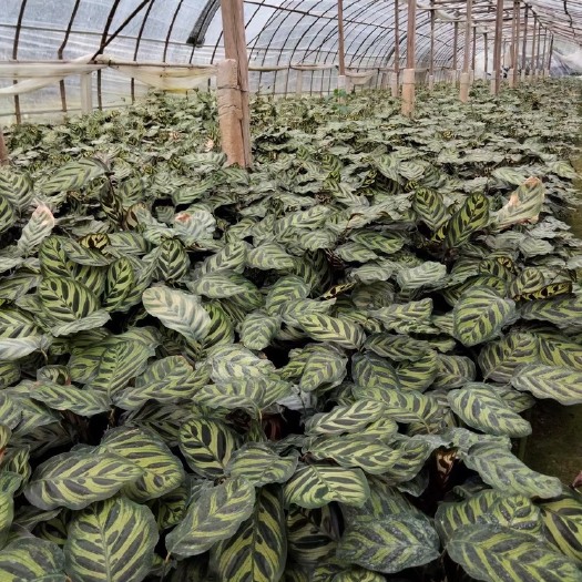 漳平市双线竹芋  孔雀竹芋基地直销全国发货