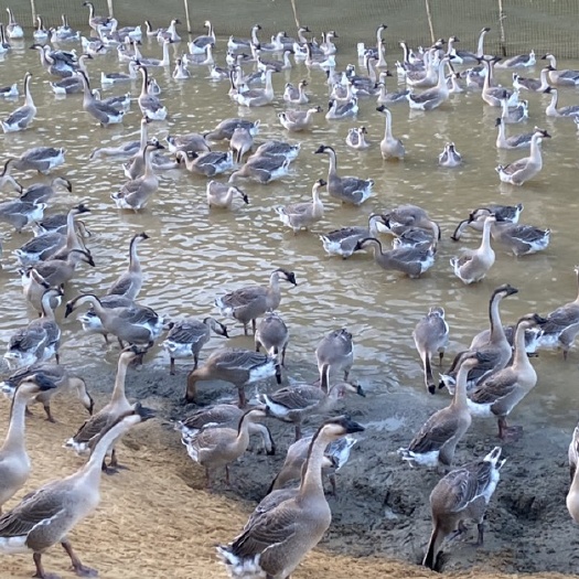 阳江阳江鹅 8-10斤 统货 半圈养半散养