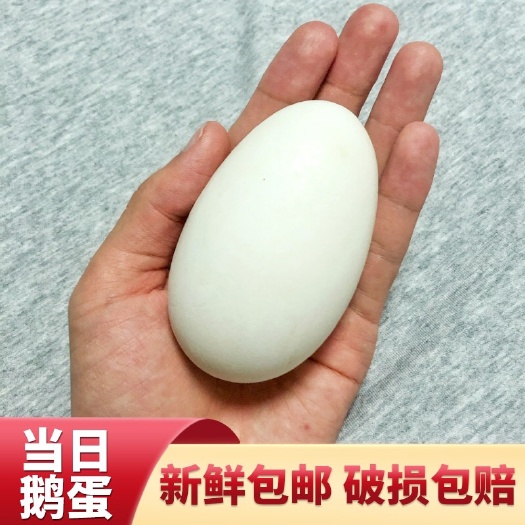 范县鹅蛋  鲜蛋食用 河南散养鹅蛋破损包赔  全国包邮 大鹅蛋