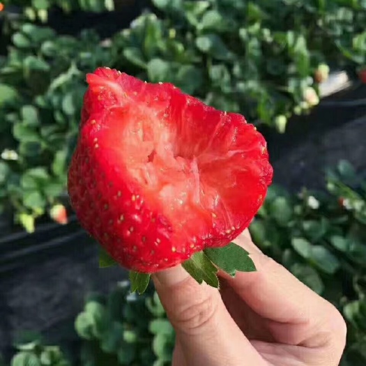 怀来县甜查理草莓  甜查理，红颜，幸香