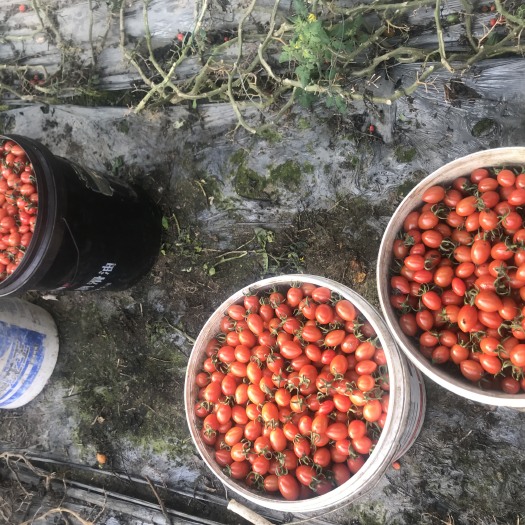 平度市樱桃小番茄 釜山88