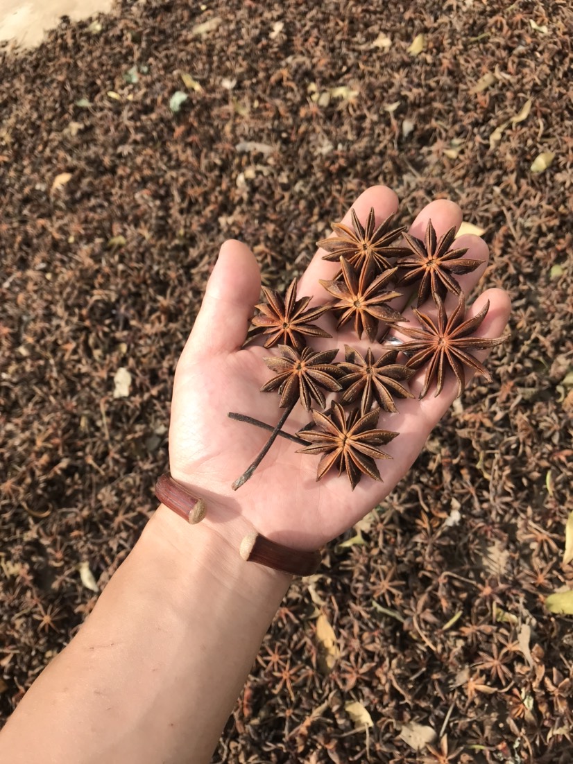 大红八角 干枝八角