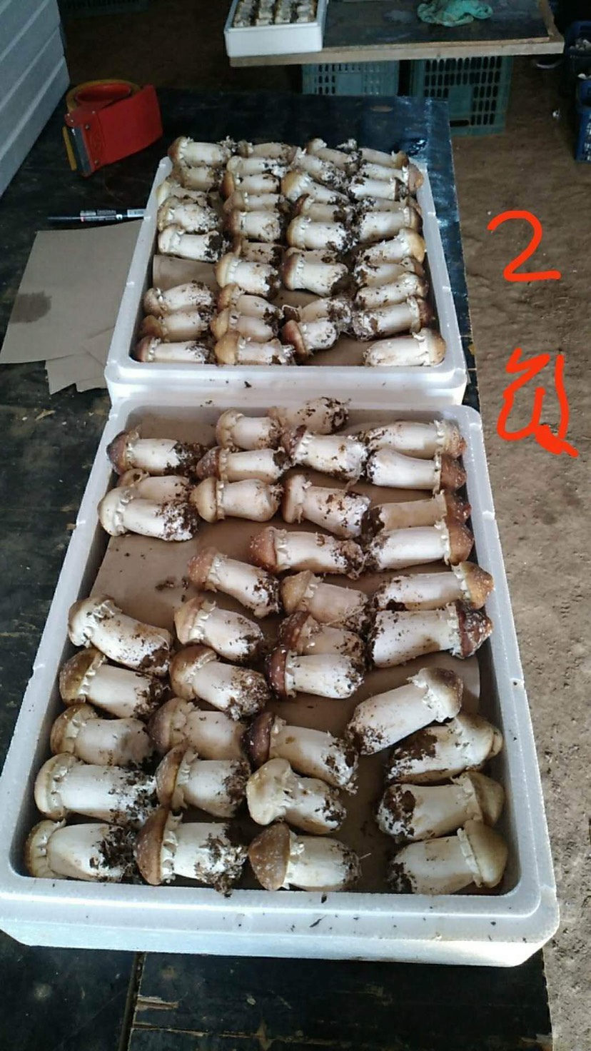 一件代发 菌类大球盖菇 姬松茸菇 赤松茸菌 11月开始