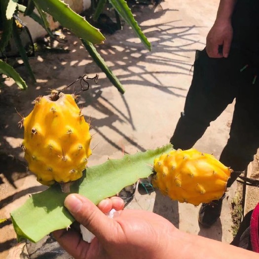 景洪市燕窝果 水果燕窝 麒麟果 黄色火龙果 新鲜水果 顺丰或空运
