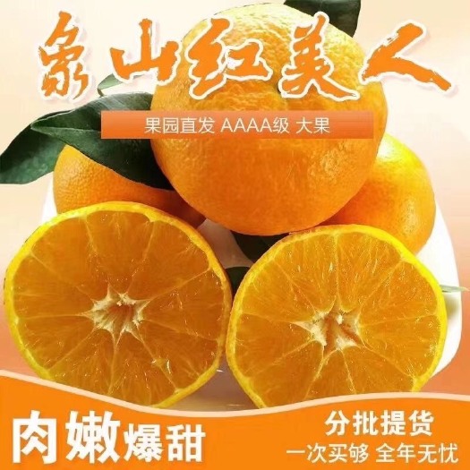象山县红美人柑桔 象山红美人基地发货