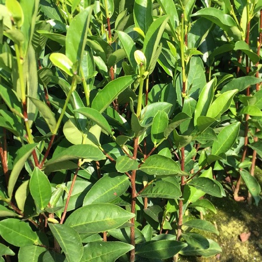饶平县茶树苗  源产地正宗凤凰单枞茶苗蜜兰香 大乌叶 鸭屎香实生苗