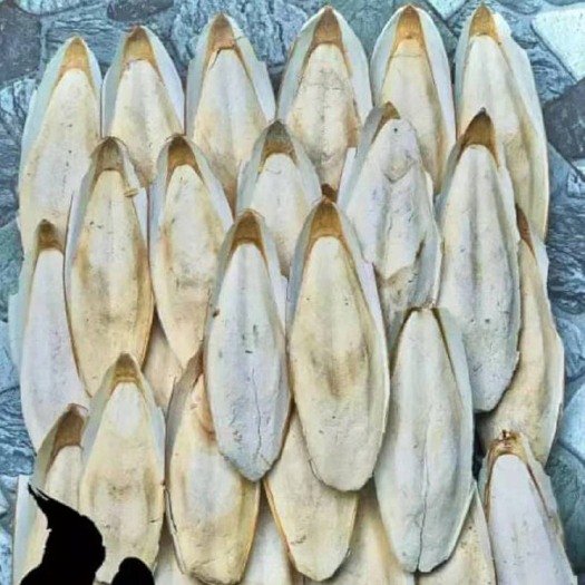 长沙海螵蛸 