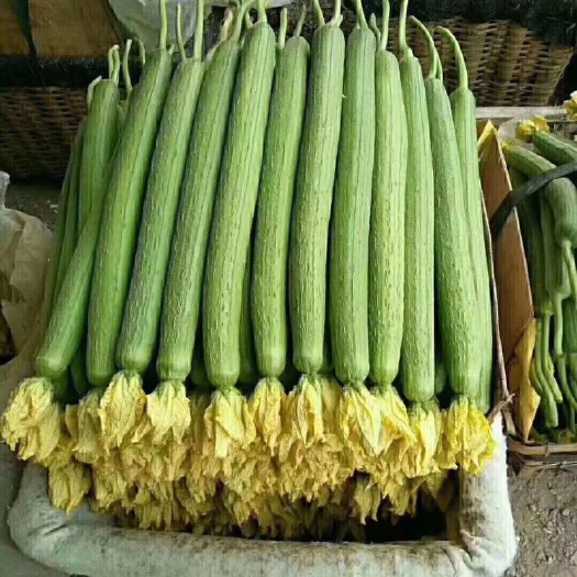 兰陵县鲜花丝瓜 30~50cm