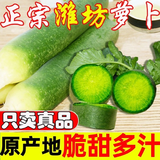 寿光市青萝卜  潍县萝卜批发 正宗潍县萝卜0.8一斤