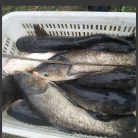 随县自己水库出大头鱼，花鲢鱼俗称大胖头。