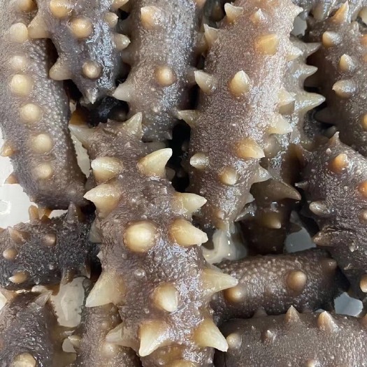 大连大连即食海参/高口