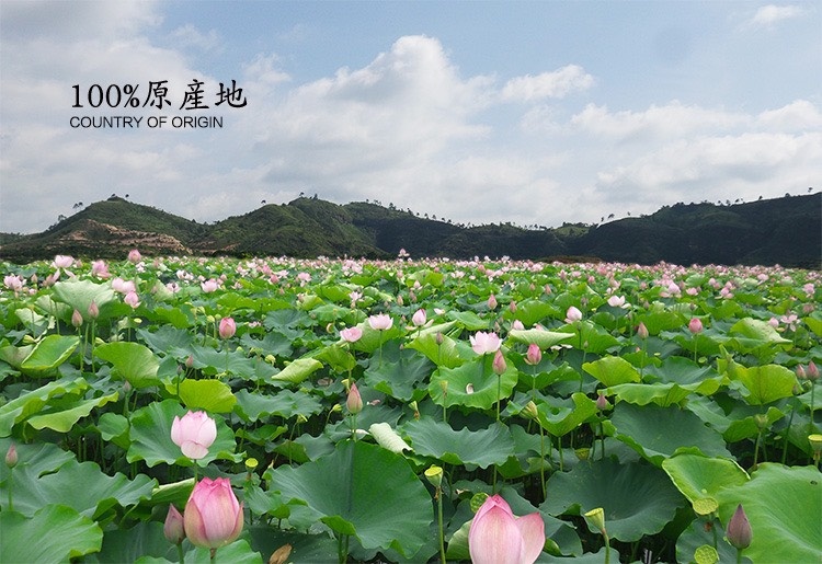 石城县通芯莲子500g干货散装江西特产石城小松无硫通心白莲农家手工