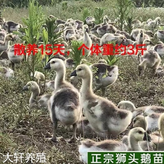 汕头 特大种灰狮头鹅苗纯种狮头鹅仔鹅苗正宗潮汕狮头鹅苗包邮鹅苗