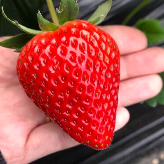  正宗红颜草莓经三个多月的培育，不催熟、不打膨大剂