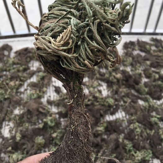 泉州卷柏 九死还魂草