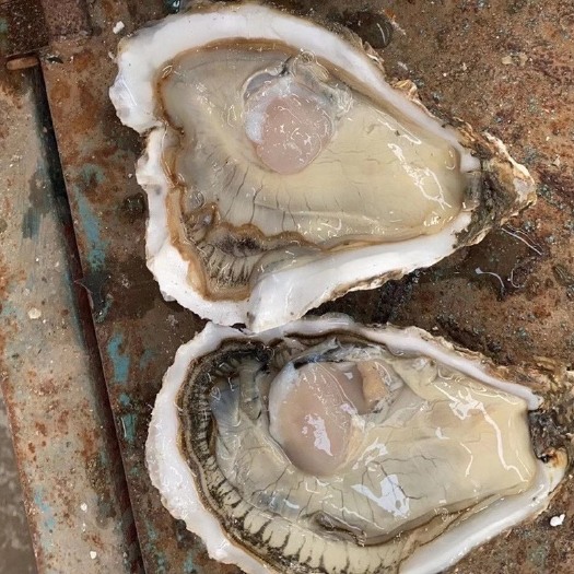 乳山市乳山牡蛎 海水 1-2两/只 2-3两/只 3-4两/只 4-5两/只 5-6两/只 鲜活水产 