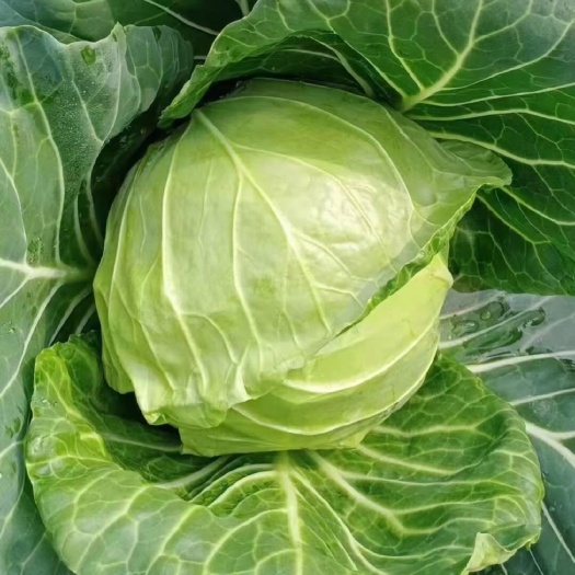 新野县绿包菜 甘兰，圆包，色绿无虫，个均量大，价格美丽，火速走车