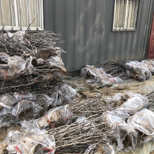 漯河蟠枣苗  一千多亩超大型蟠枣产业园 常年大量批发销售蟠枣树苗 接穗