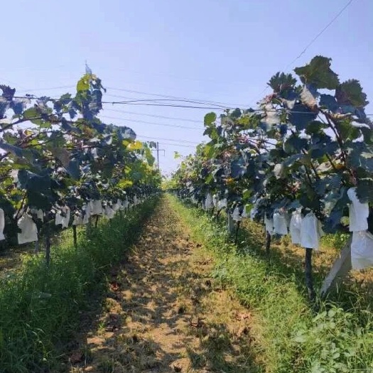 洛阳果园  部分纯种植区近130亩种植园
