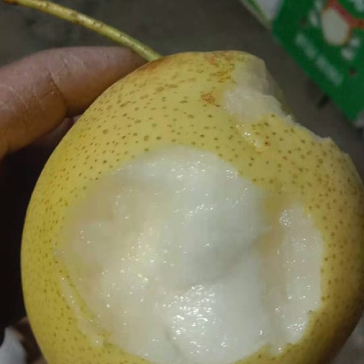 赵县雪花梨