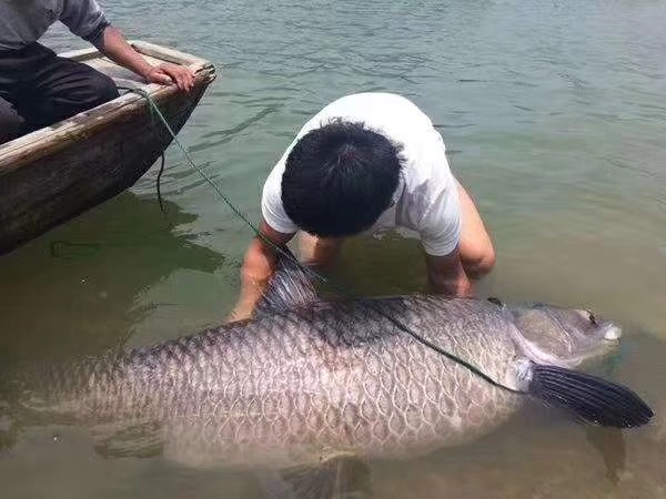 淡水青魚  長期供應(yīng)10斤到100斤大青魚