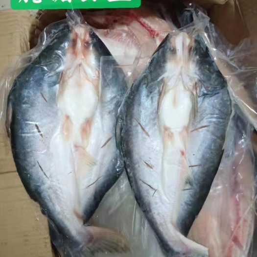 建湖县 冷冻水产品冷冻巴沙鱼